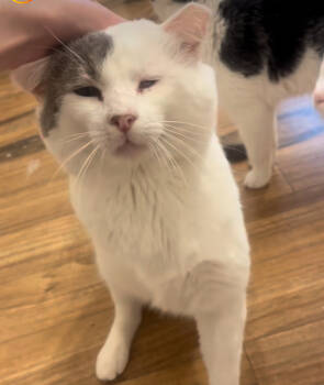 Rescue Domestic Short Hair Cats for Adoption in Albuquerque, New Mexico - Oscar | PetCurious