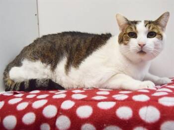 Domestic Short Hair Cats Available for Adoption - HEI HEI | PetCurious