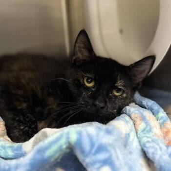 Domestic Short Hair Cats Available for Adoption in Jacksboro, Tennessee - Beauty | PetCurious
