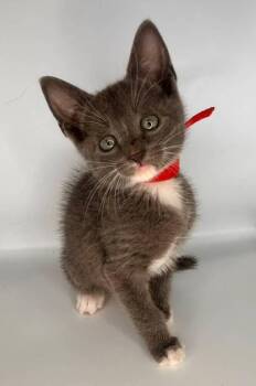 Red -  Domestic Short Hair Cat for Adoption in Milton, Delaware - Red | PetCurious