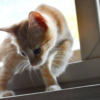 Trimmer -  Domestic Short Hair Cat for Adoption in Austin, Texas - Trimmer | PetCurious
