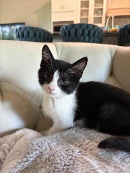 Cotton -  Domestic Short Hair Cat for Adoption in Orlando, Florida - Cotton | PetCurious
