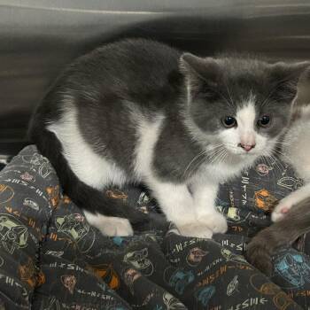 Linaria -  Domestic Short Hair Cat for Adoption in Breese, Illinois - Linaria | PetCurious