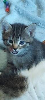 Rita -  Domestic Short Hair Cat for Adoption in Hudson, New Hampshire - Rita | PetCurious