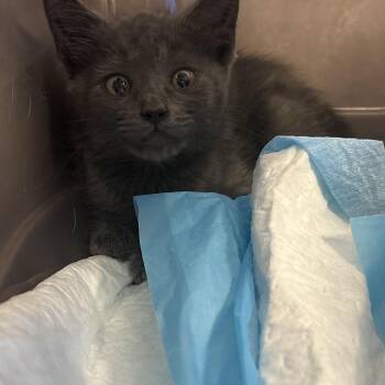 Misty -  Domestic Short Hair Cat for Adoption in West Palm Beach, Florida - Misty | PetCurious