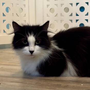 Oreo -  Domestic Medium Hair Cat for Adoption in Nashville, Indiana - Oreo | PetCurious