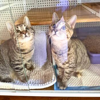 Argon & Radon -  Domestic Short Hair Cat Available for Adoption - Argon & Radon | PetCurious