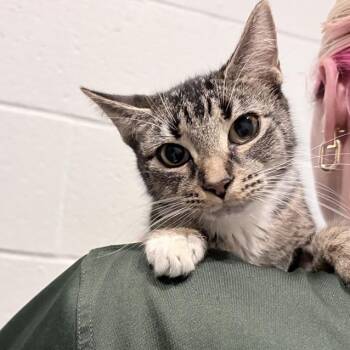 Domestic Short Hair Cats Available for Adoption in Columbus, Indiana - Sapphire | PetCurious