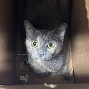 Abby -  Domestic Short Hair Cat for Adoption in Asheville, North Carolina - Abby | PetCurious