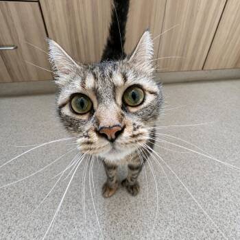 Mary Kay -  Domestic Medium Hair Cat for Adoption in Amsterdam, New York - Mary Kay | PetCurious