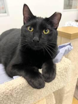 Rescue Domestic Short Hair and American Shorthair Cats for Adoption in West Palm Beach, Florida - Halo | PetCurious