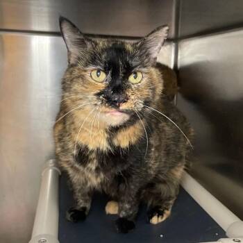 Domestic Short Hair Cats Available for Adoption - Persephone | PetCurious