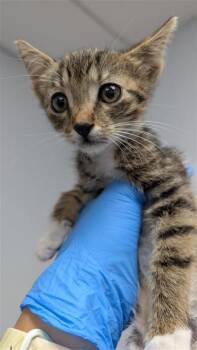 Lorde -  Domestic Short Hair Cat for Adoption in Largo, Florida - Lorde | PetCurious