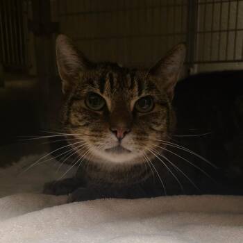 Buddy -  Domestic Short Hair Cat for Adoption in Bristol, Indiana - Buddy | PetCurious