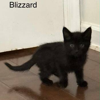 Rescue Domestic Short Hair Cats for Adoption in South Riding, Virginia - Blizzard | PetCurious