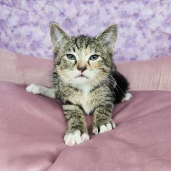 Sneezy -  Domestic Short Hair Cat for Adoption in Fort Wayne, Indiana - Sneezy | PetCurious