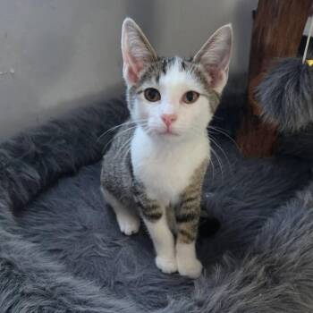Kai -  Tabby and Domestic Short Hair Cat for Adoption in Greensburg, Pennsylvania - Kai | PetCurious
