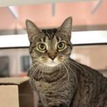 Honey Bun -  Domestic Short Hair Cat for Adoption in Hilliard, Ohio - Honey Bun | PetCurious