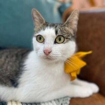 Strawberry Cookie -  Tabby and Domestic Short Hair Cat for Adoption in Friendswood, Texas - Strawberry Cookie | PetCurious