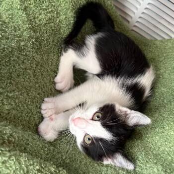 Domestic Short Hair Cats Available for Adoption - Watchet | PetCurious