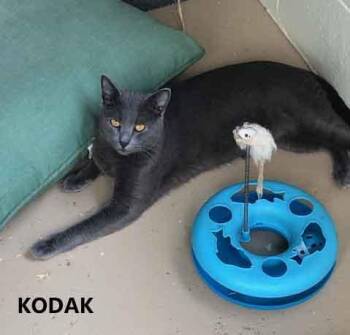 Kodak -  Domestic Short Hair Cat for Adoption in Washington, Georgia - Kodak | PetCurious