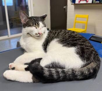 Patrick -  Domestic Short Hair Cat for Adoption in Yankton, South Dakota - Patrick | PetCurious