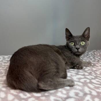 London Fog -  Domestic Short Hair Cat for Adoption in San Antonio, Texas - London Fog | PetCurious