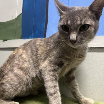 Pumpkin -  Domestic Short Hair Cat for Adoption in Clanton, Alabama - Pumpkin | PetCurious