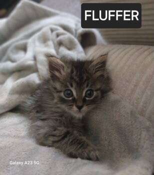 Rescue Domestic Long Hair Cats for Adoption in San Jacinto, California - Fluffer | PetCurious