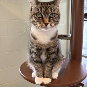 Juno -  Domestic Short Hair Cat for Adoption in Reading, Vermont - Juno | PetCurious