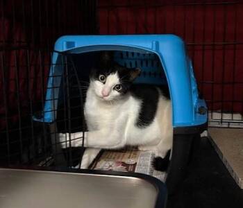 Rescue Domestic Short Hair Cats for Adoption in New York, New York - Balboa | PetCurious