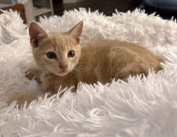 Domestic Short Hair and Tabby Cats Available for Adoption in Paulina, Louisiana - Christopher Robin | PetCurious