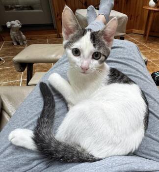 Shiitake -  Domestic Short Hair Cat for Adoption in Scranton, Pennsylvania - Shiitake | PetCurious
