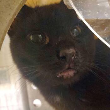 Domestic Short Hair Cats Available for Adoption in Asheville, North Carolina - Bitti Blueberry | PetCurious