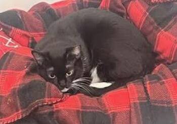 Rescue Domestic Short Hair Cats for Adoption in Rockville, Maryland - Helena | PetCurious