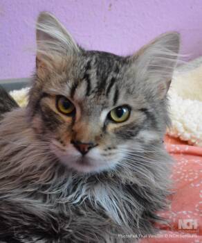 Domestic Long Hair Cats Available for Adoption - Bobbity | PetCurious