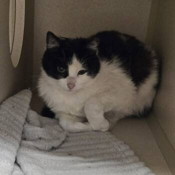 Domestic Short Hair Cats Available for Adoption in Durango, Colorado - Cactus--Semi Feral | PetCurious