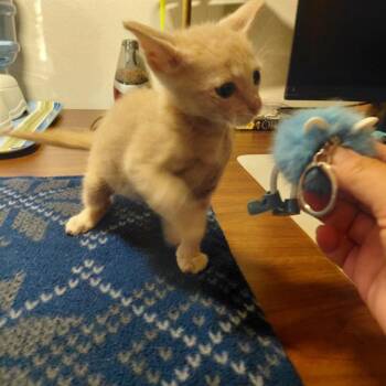 COSMO -  Domestic Short Hair Cat for Adoption in San Antonio, Texas - COSMO | PetCurious