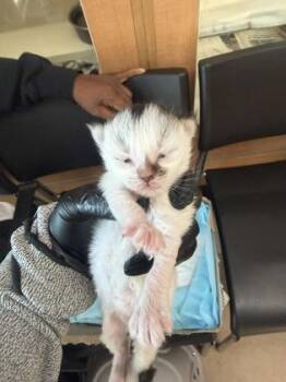 Patisserie -  Domestic Medium Hair and Domestic Short Hair Cat for Adoption in Chamblee, Georgia - Patisserie | PetCurious
