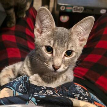 Rescue Domestic Short Hair Cats for Adoption in Kansas City, Missouri - Mason | PetCurious