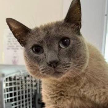 Domestic Short Hair and Siamese Cats Available for Adoption in Cumming, Georgia - Nietzsche | PetCurious