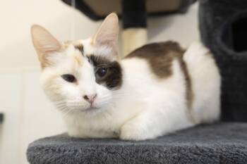 Lady -  Domestic Short Hair Cat for Adoption in Boise, Idaho - Lady | PetCurious