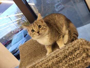 Rescue Domestic Short Hair Cats for Adoption in Greenwood, Indiana - Gwen Stefani | PetCurious