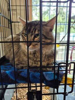 Maine Coon Cats Available for Adoption in Thompson Falls, Montana - Nacho | PetCurious