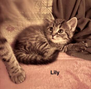 Domestic Short Hair Cats Available for Adoption - Lily (Lower Bucks Litter) | PetCurious