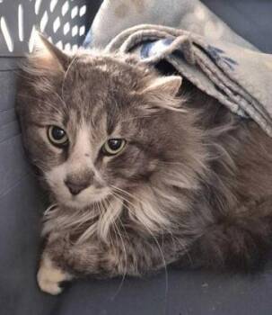 Domestic Long Hair Cats Available for Adoption in Butte, Montana - Donald | PetCurious