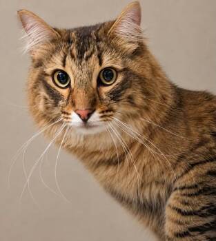 Hollis -  Domestic Medium Hair Cat for Adoption in Wyandotte, Michigan - Hollis | PetCurious