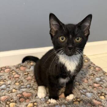 Wesley -  Domestic Short Hair Cat for Adoption in Georgetown, Kentucky - Wesley | PetCurious