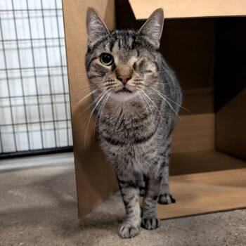 Julius -  Domestic Short Hair Cat for Adoption in Columbus, Ohio - Julius | PetCurious