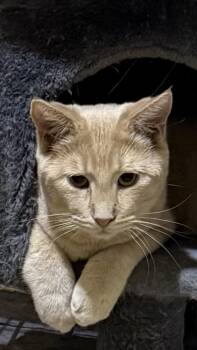 Tabby Cats Available for Adoption in Lake Ozark, Missouri - Fox | PetCurious